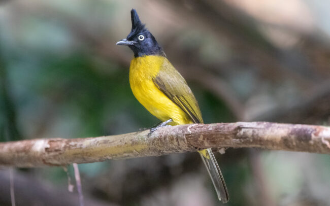 Bulbul à huppe noire (Rubigula flaviventris - Black-crested Bulbul) - Si Phang Nga