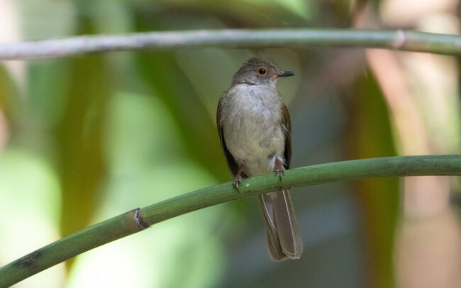Bulbul œil-de-feu (Pycnonotus erythropthalmos - Fire-eyed Bulbul)