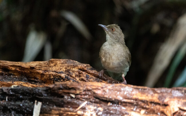 Bulbul aux yeux rouges (Pycnonotus brunneus - Asian Red-eyed Bulbul)