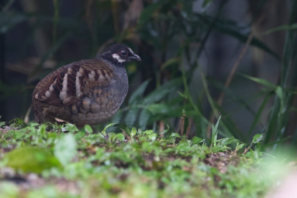 Torquéole de Campbell (Arborophila campbelli - Malayan Partridge)