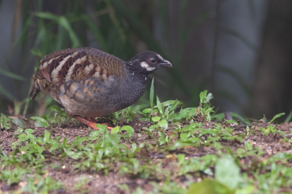 Torquéole de Campbell (Arborophila campbelli - Malayan Partridge) - Fraser's Hill