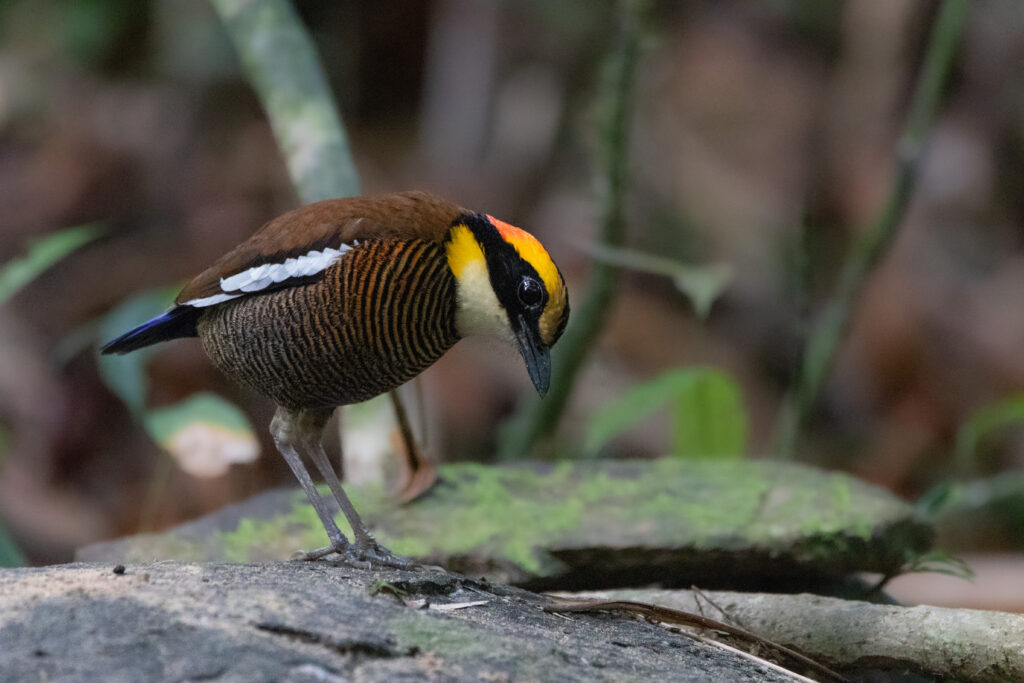Brève irène femelle 2 (Hydrornis irena - Malayan Banded Pitta)