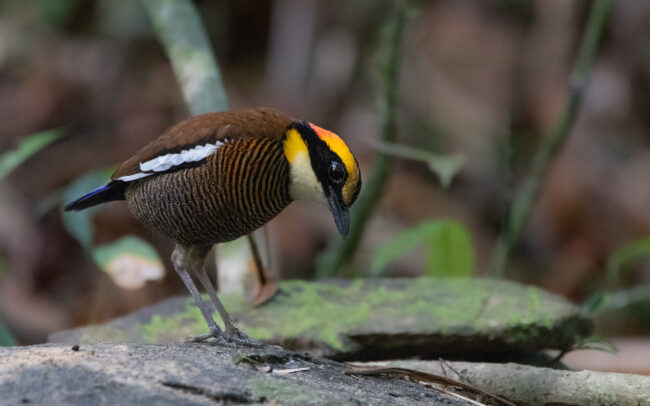 Brève irène femelle 2 (Hydrornis irena - Malayan Banded Pitta)