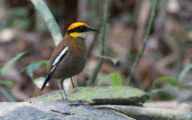 Brève irène femelle (Hydrornis irena - Malayan Banded Pitta) - Si Phang Nga - Janvier 2025