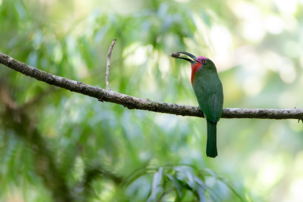 Guêpier à fraise (Nyctyornis amictus - Red-bearded Bee-eater)