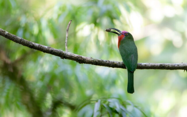 Guêpier à fraise (Nyctyornis amictus - Red-bearded Bee-eater)