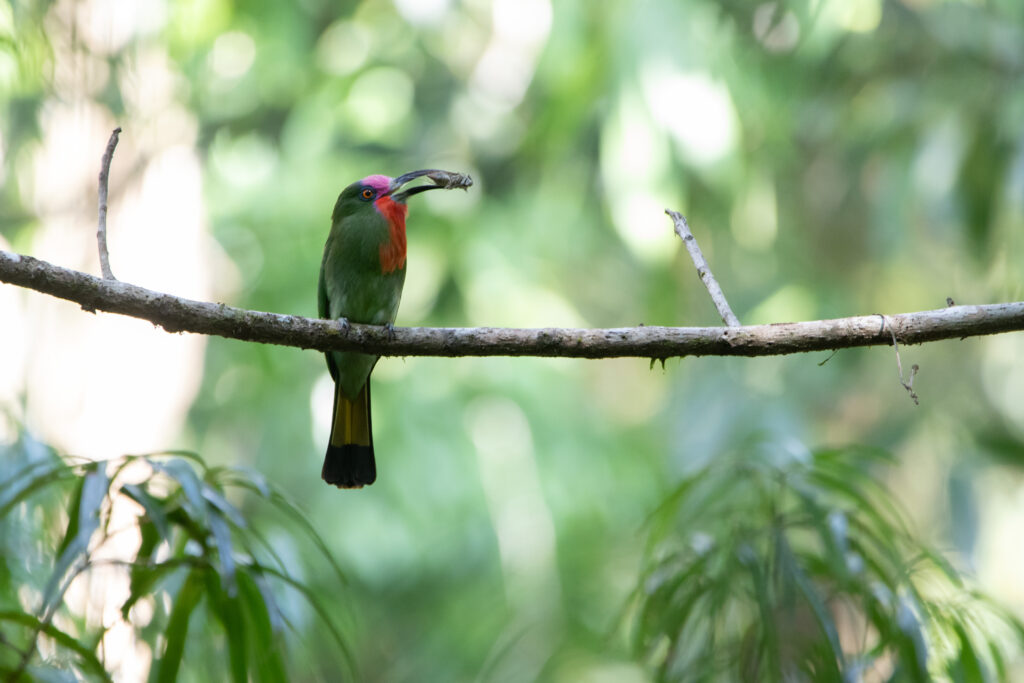Guêpier à fraise (Nyctyornis amictus - Red-bearded Bee-eater) - Sri Phang Nga