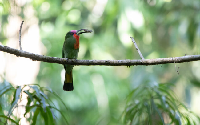 Guêpier à fraise (Nyctyornis amictus - Red-bearded Bee-eater) - Sri Phang Nga