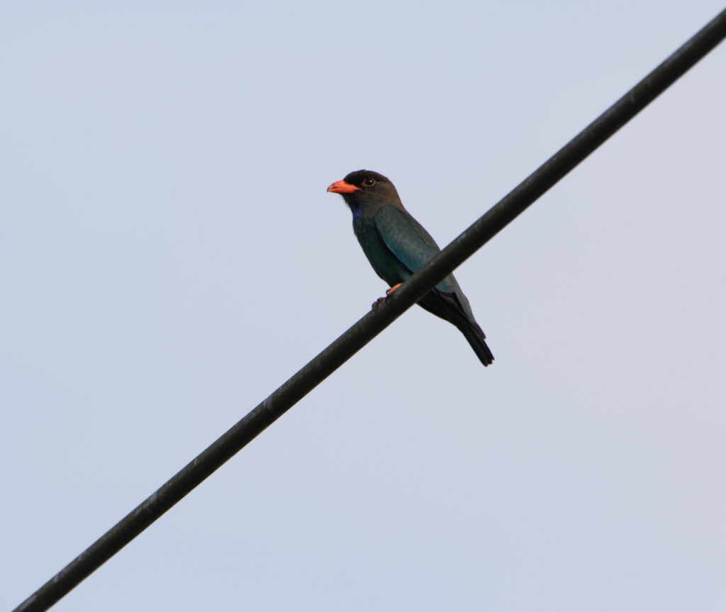 Rolle oriental (Eurystomus orientalis - Oriental Dollarbird)