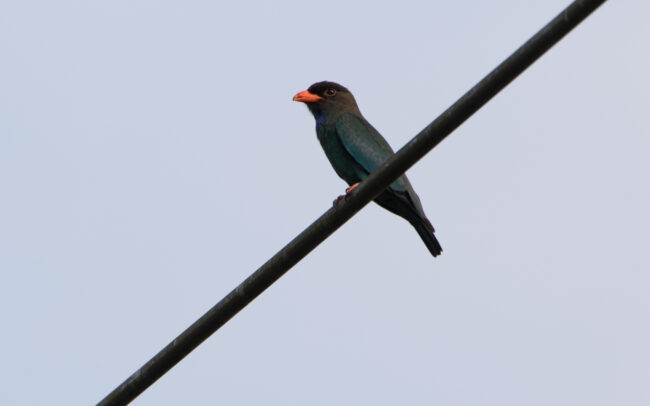 Rolle oriental (Eurystomus orientalis - Oriental Dollarbird)