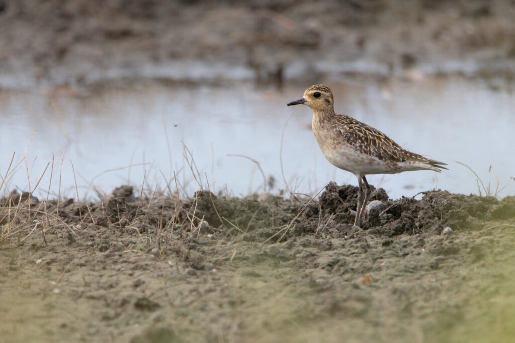 Pluvier fauve (Pluvialis fulva - Pacific Golden Plover)