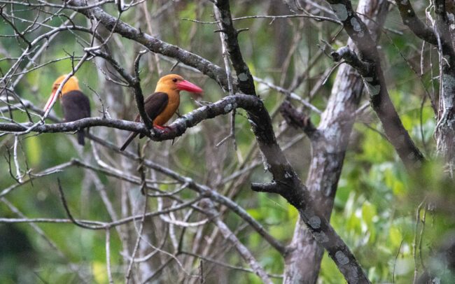 Martin-chasseur à ailes brunes (Pelargopsis amauroptera - Brown-winged Kingfisher) - Krabi - Janvier 2025