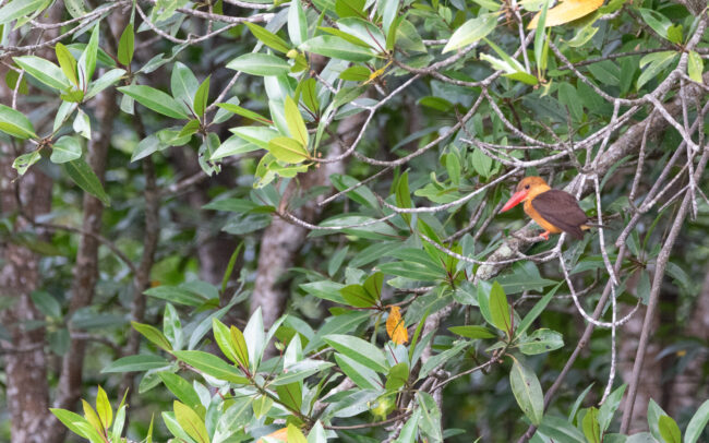 Martin-chasseur à ailes brunes 2 (Pelargopsis amauroptera - Brown-winged Kingfisher) - Krabi - Janvier 2025