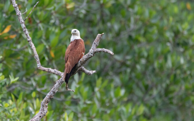 Milan sacré (Haliastur indus – Brahminy Kite) - Krabi - Janvier 2025