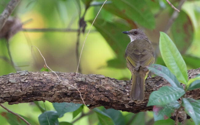 Bulbul à ailes olives (Pycnonotus plumosus - Olive-winged Bulbul) - Morakot Resort - Janvier 2025