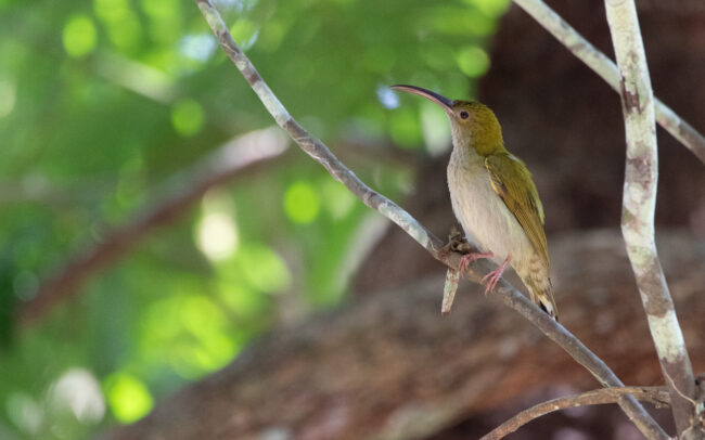 Arachnothère modeste (Arachnothera modesta - Grey-breasted Spiderhunter)