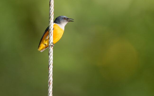Dicée à ventre orange 3 (Dicaeum trigonostigma - Orange-bellied Flowerpecker)