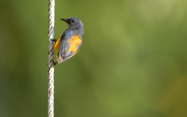 Dicée à ventre orange 2 (Dicaeum trigonostigma - Orange-bellied Flowerpecker)
