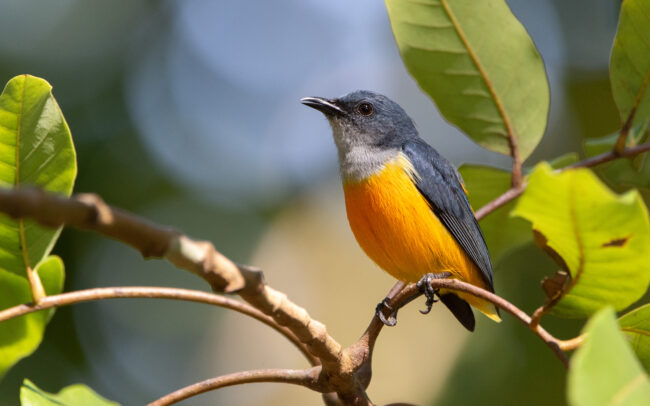 Dicée à ventre orange (Dicaeum trigonostigma - Orange-bellied Flowerpecker)