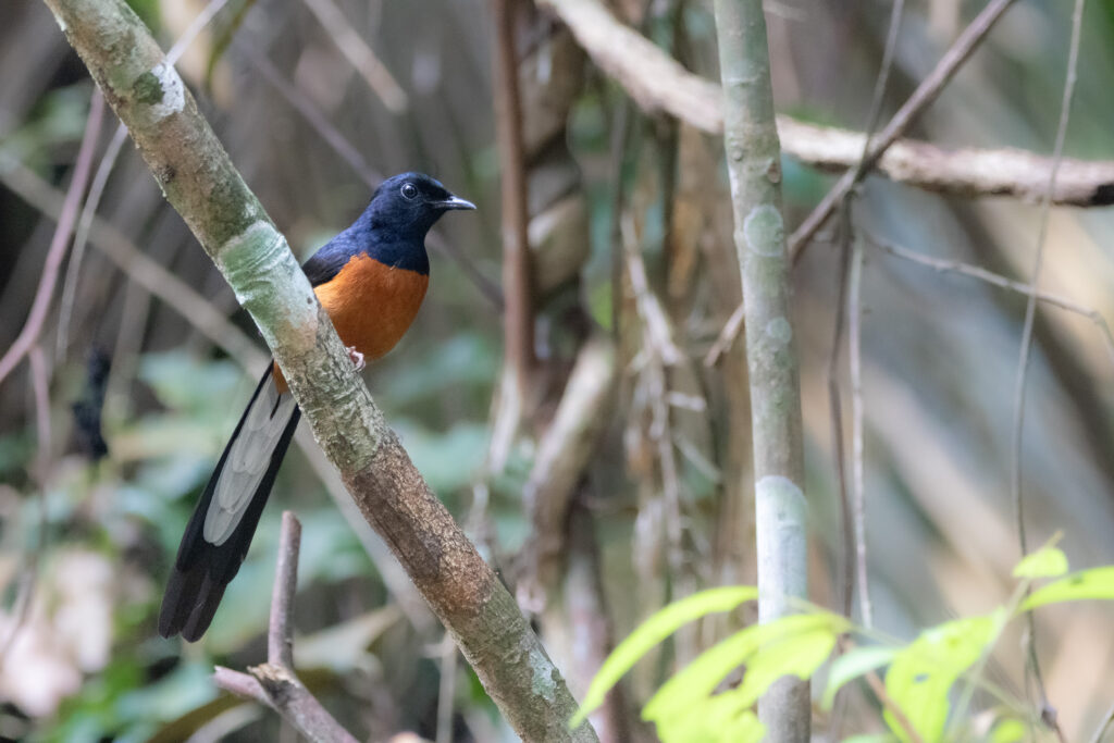 Shama à croupion blanc (Copsychus malabaricus - White-rumped Shama)