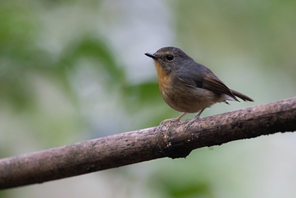 Gobemouche givré femelle (Ficedula hyperythra - Snowy-browed Flycatcher)