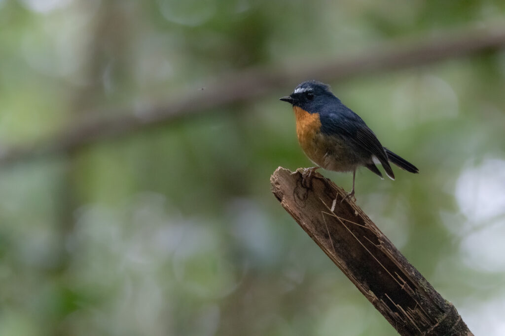 Gobemouche givré mâle (Ficedula hyperythra - Snowy-browed Flycatcher)