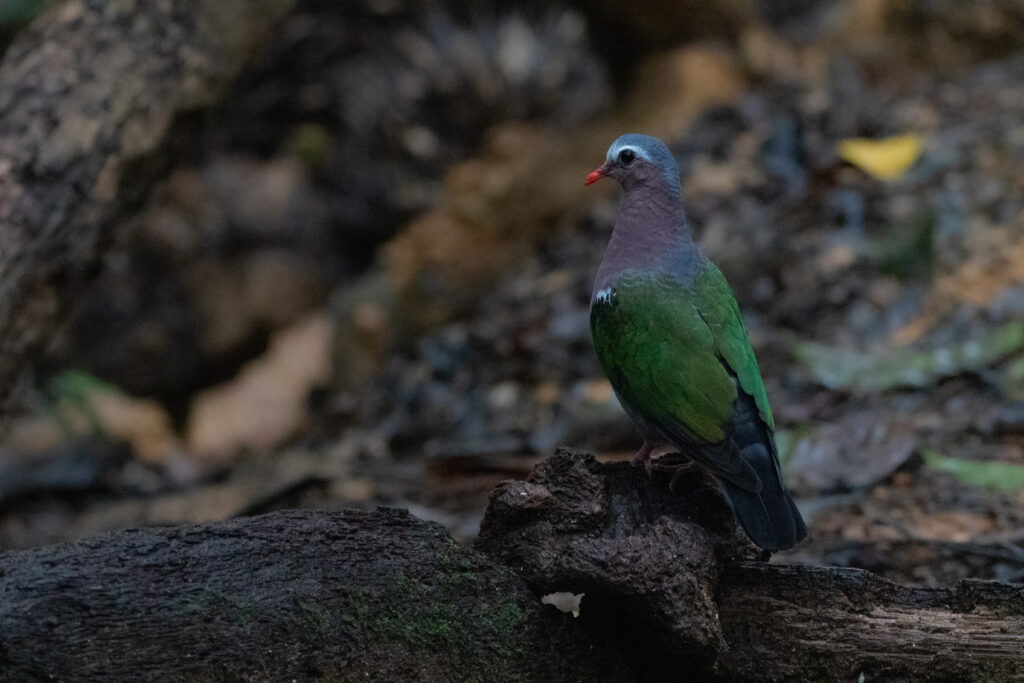 Colombine turvert (Chalcophaps indica - Common Emerald Dove)