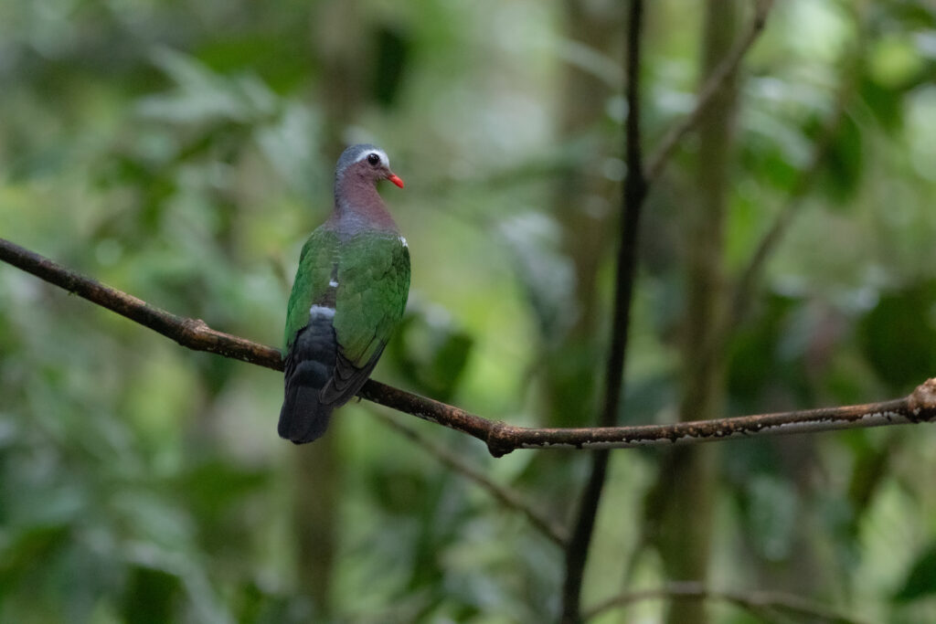 Colombine turvert (Chalcophaps indica - Common Emerald Dove) - Trusmadi
