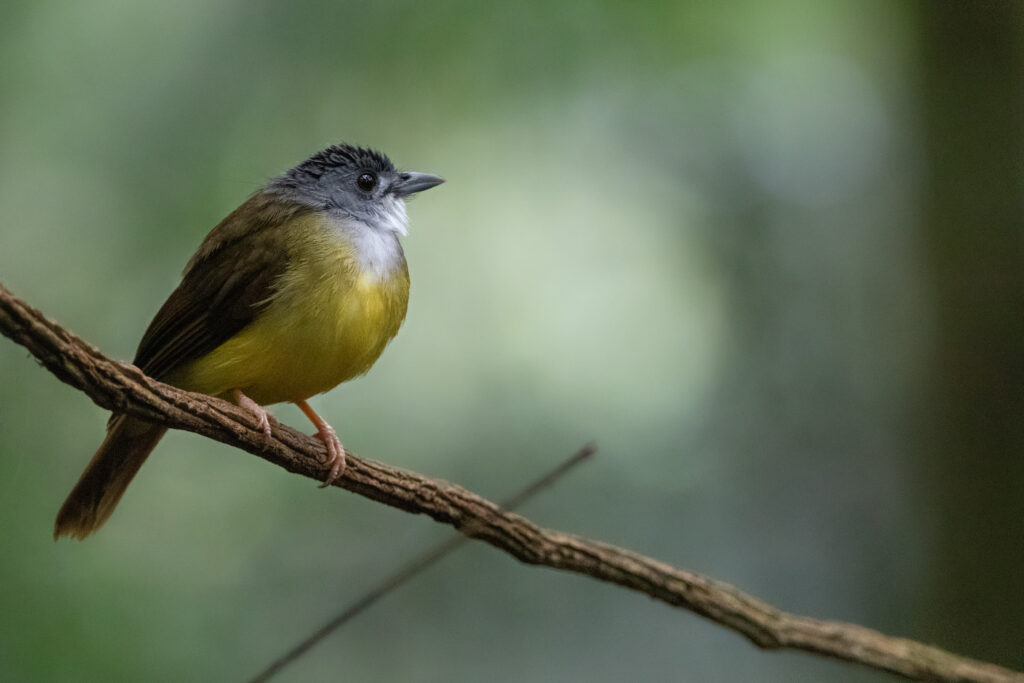Bulbul à calotte grise (Alophoixus phaeocephalus - Yellow-bellied Bulbul)