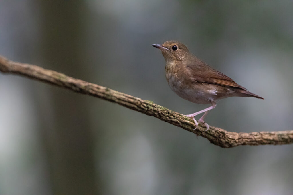 Rossignol bleu femelle (Larvivora cyane - Siberian Blue Robin)