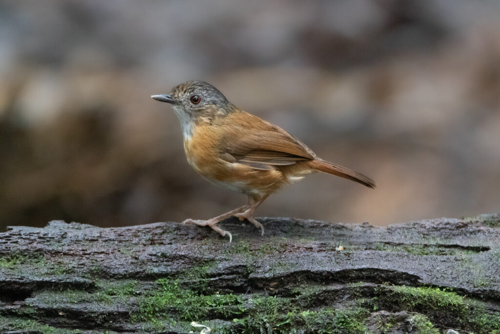Akalat de Temminck (Pellorneum pyrrogenys - Temminck's Babbler)