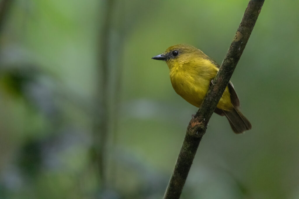 Siffleur de Bornéo (Pachycephala hypoxantha - Bornean Whistler)