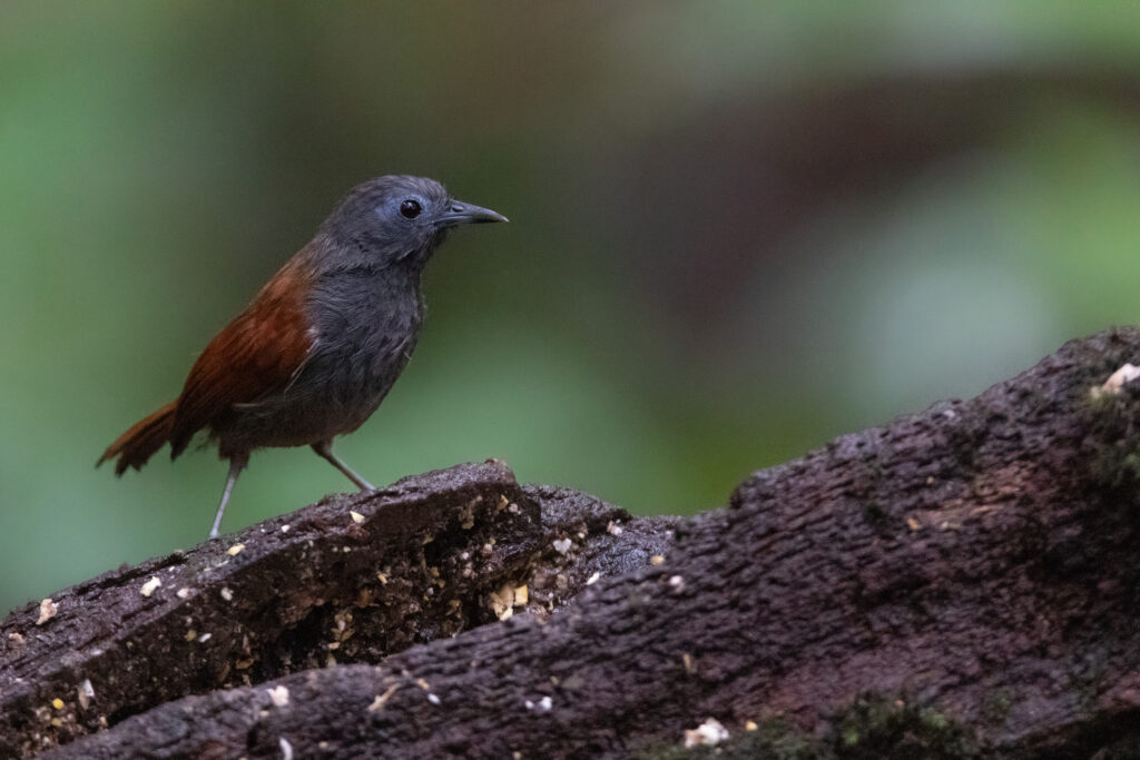 Timalie bicolore (Cyanoderma bicolor - Grey-hooded Babbler)