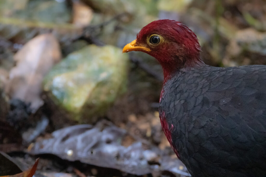 Rouloul sanglant (Haematortyx sanguiniceps - Crimson-headed Partridge) - Trusmadi