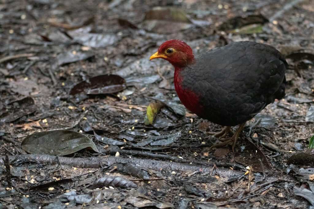 Rouloul sanglant (Haematortyx sanguiniceps - Crimson-headed Partridge)
