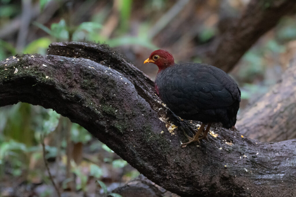 Rouloul sanglant (Haematortyx sanguiniceps - Crimson-headed Partridge) 2