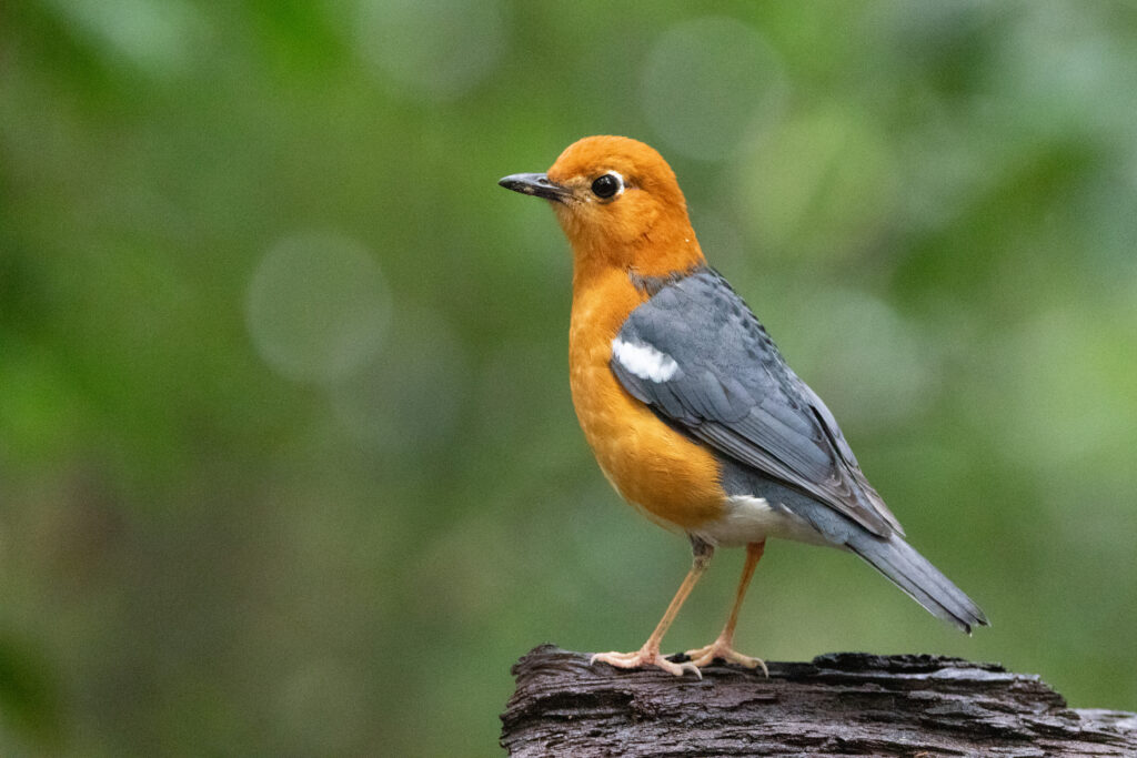 Grive à tête orange (Geokichla citrina - Orange-headed Thrush) - Trusmadi