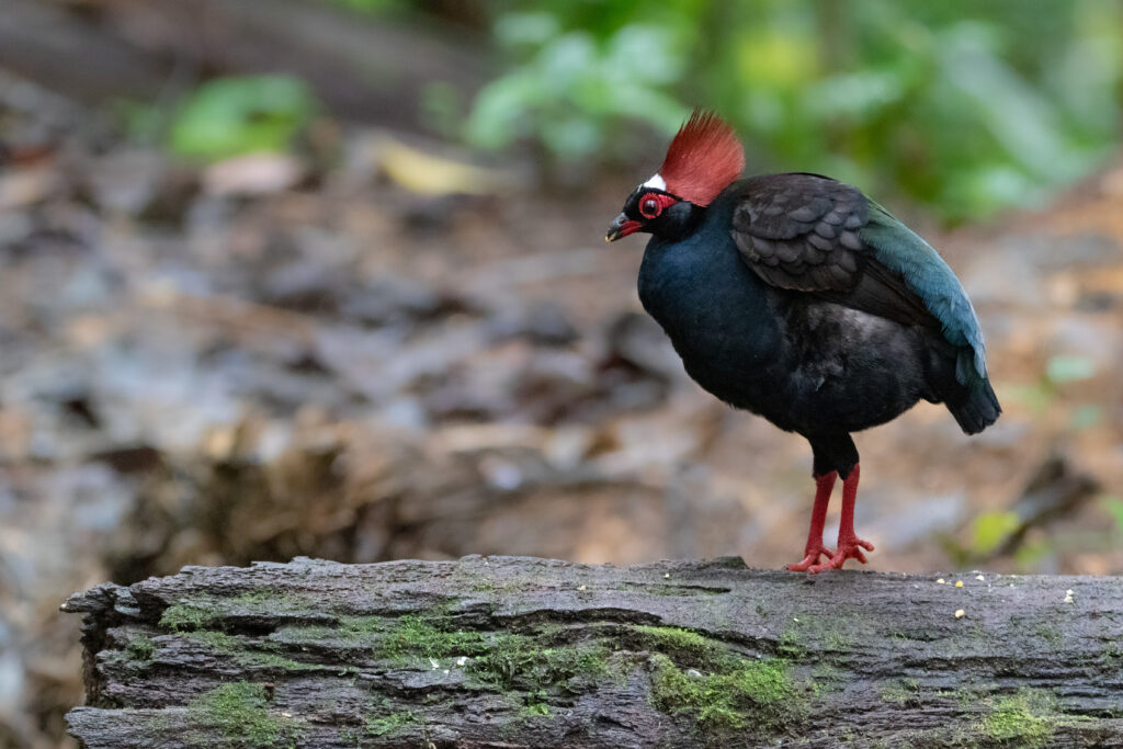 Rouloul couronné (Rollulus rouloul - Crested Partridge)