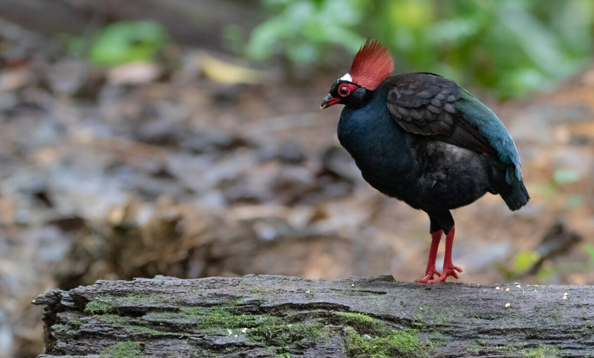 Rouloul couronné (Rollulus rouloul - Crested Partridge)