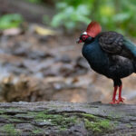 Rouloul couronné (Rollulus rouloul - Crested Partridge)