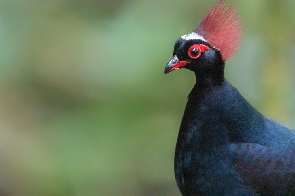Rouloul couronné (Rollulus rouloul - Crested Partridge) - Trusmadi