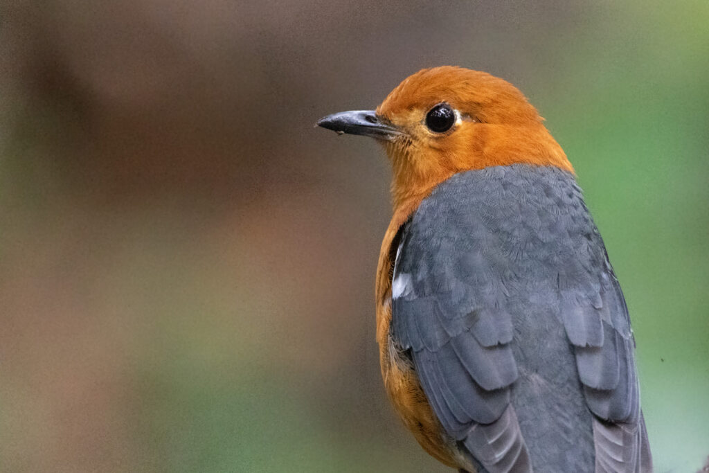 Grive à tête orange (Geokichla citrina - Orange-headed Thrush) zoom