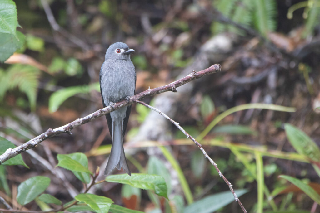 Drongo cendré (Dicrurus leucophaeus - Ashy Drongo)