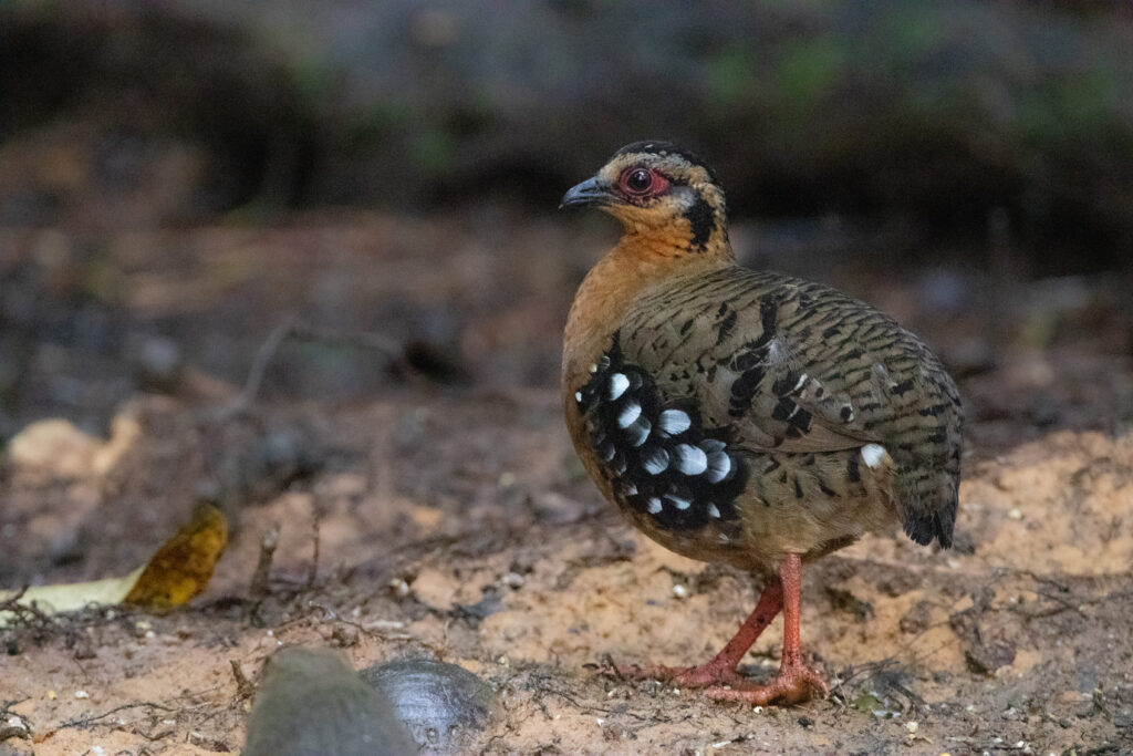 Torquéole de Bornéo (Arborophila hyperythra - Red-breasted Partridge)