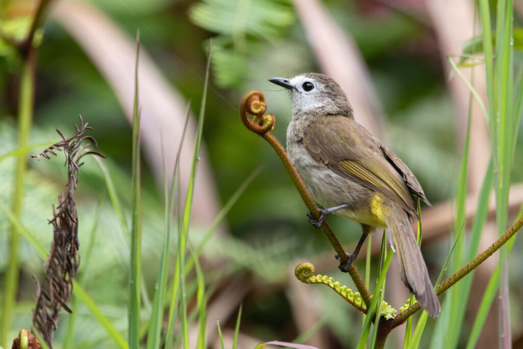 Bulbul à face pale (Pycnonotus leucops - Pale-faced Bulbul) - Gunung Alab Substation
