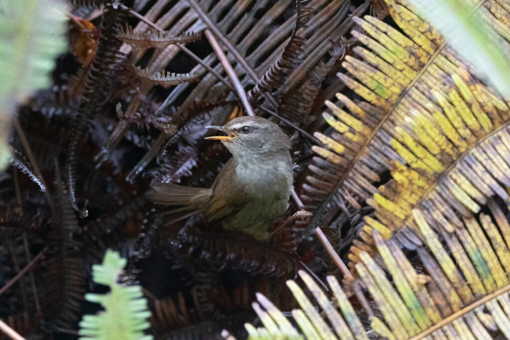 Bouscarle jaune et vert (Horornis flavolivaceus - Aberrant Bush Warbler)