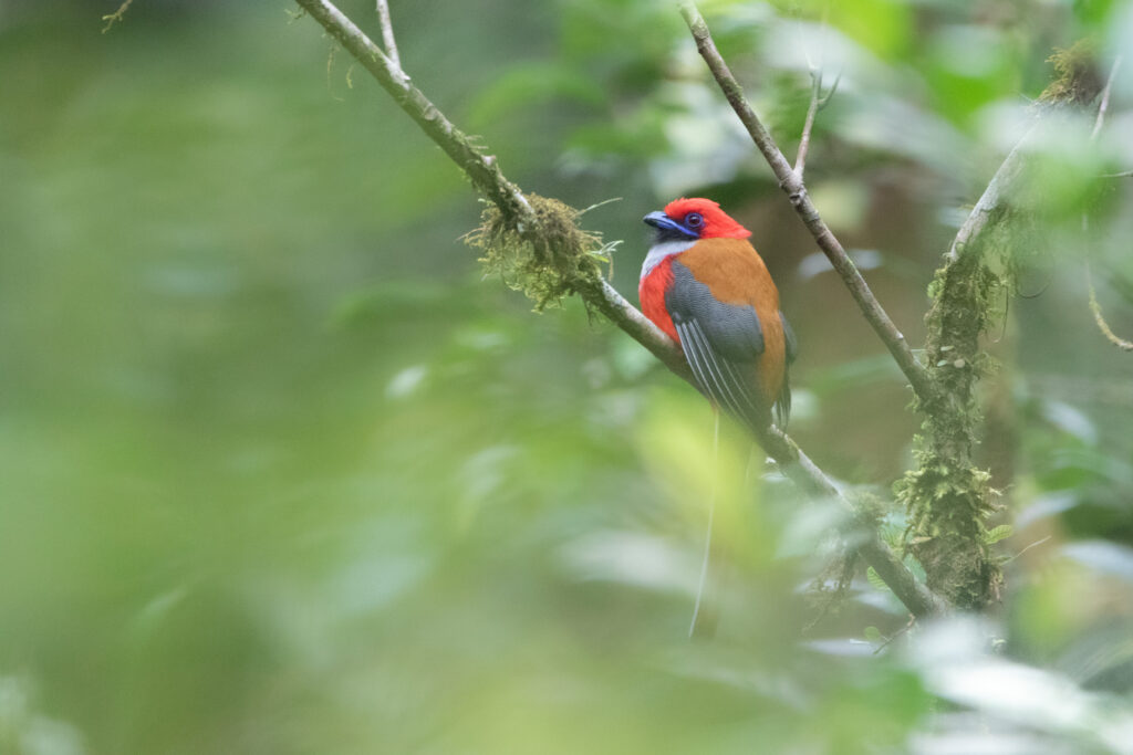 Trogon de Whitehead mâle (Harpactes whiteheadi - Whitehead's Trogon) - Kinabalu Park