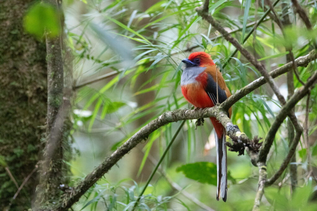 Trogon de Whitehead mâle (Harpactes whiteheadi - Whitehead's Trogon)
