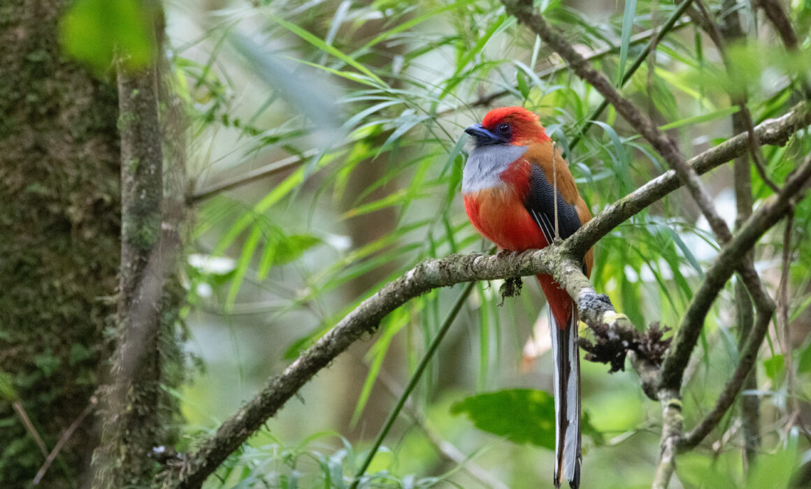 Trogon de Whitehead mâle (Harpactes whiteheadi - Whitehead's Trogon)