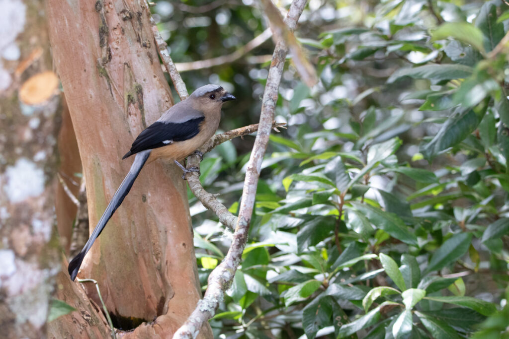 Témia de Bornéo (Dendrocitta cinerascens - Bornean Treepie)
